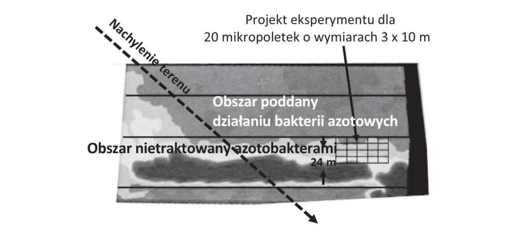 Schemat doświadczenia na zdjęciu lotniczym pola: obszar z bakteriami azotowymi, pas nietraktowany i siatka 20 mikropoletek